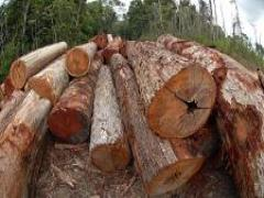 Mato Grosso: PGJ notifica IBAMA para doar produtos florestais apreendidos