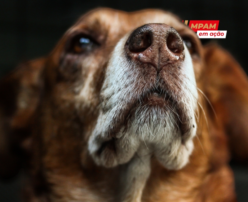 120825 Animais comunitários SS Uatumã Pixabay 2 43fdf