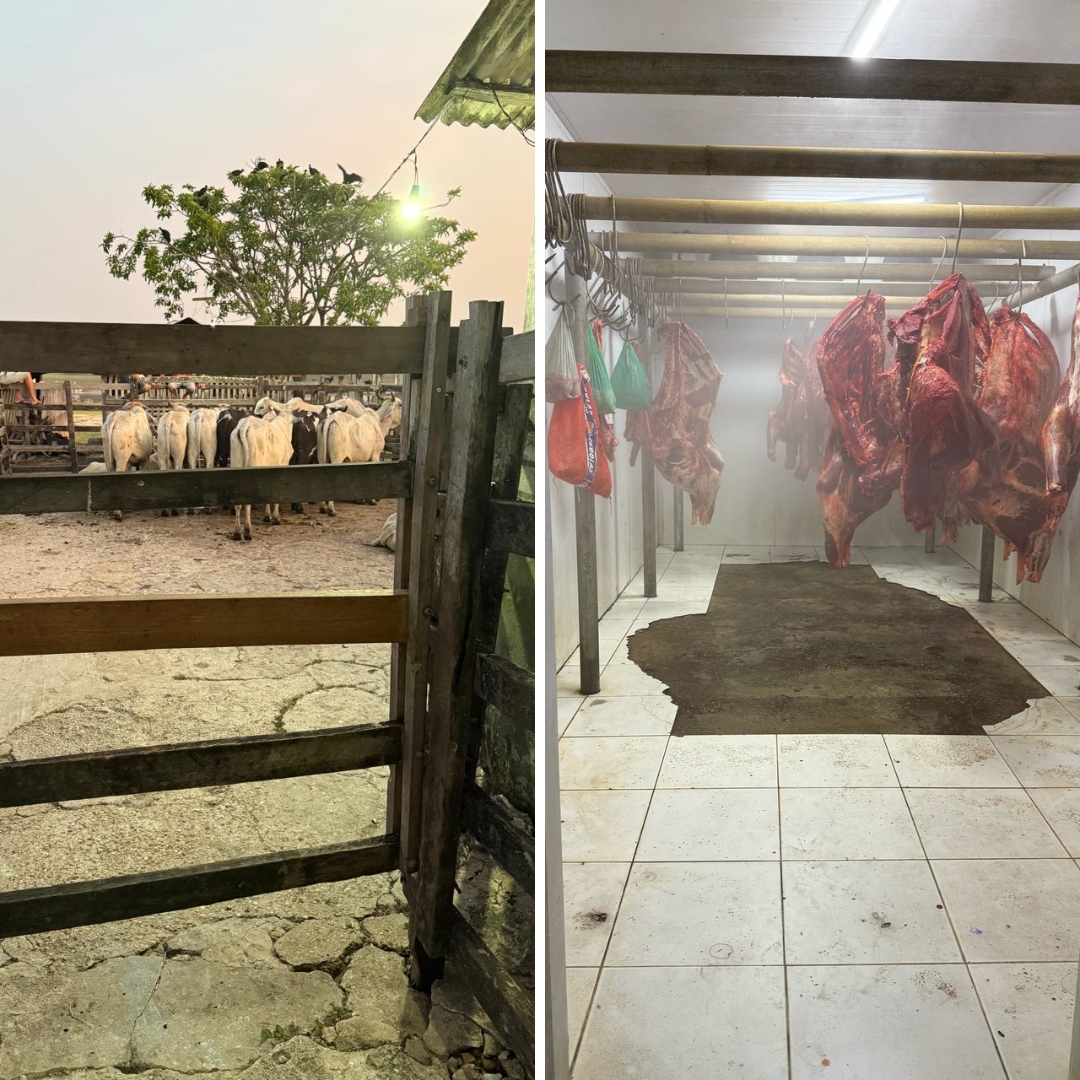 291025 Abatedouro Nhamundá Divulgação 4 d05d4