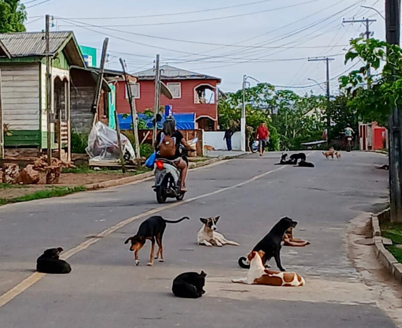 ProteçãoZoonosesTapauáInterna 2a093